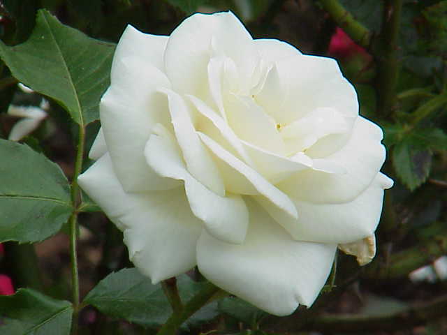 rosa